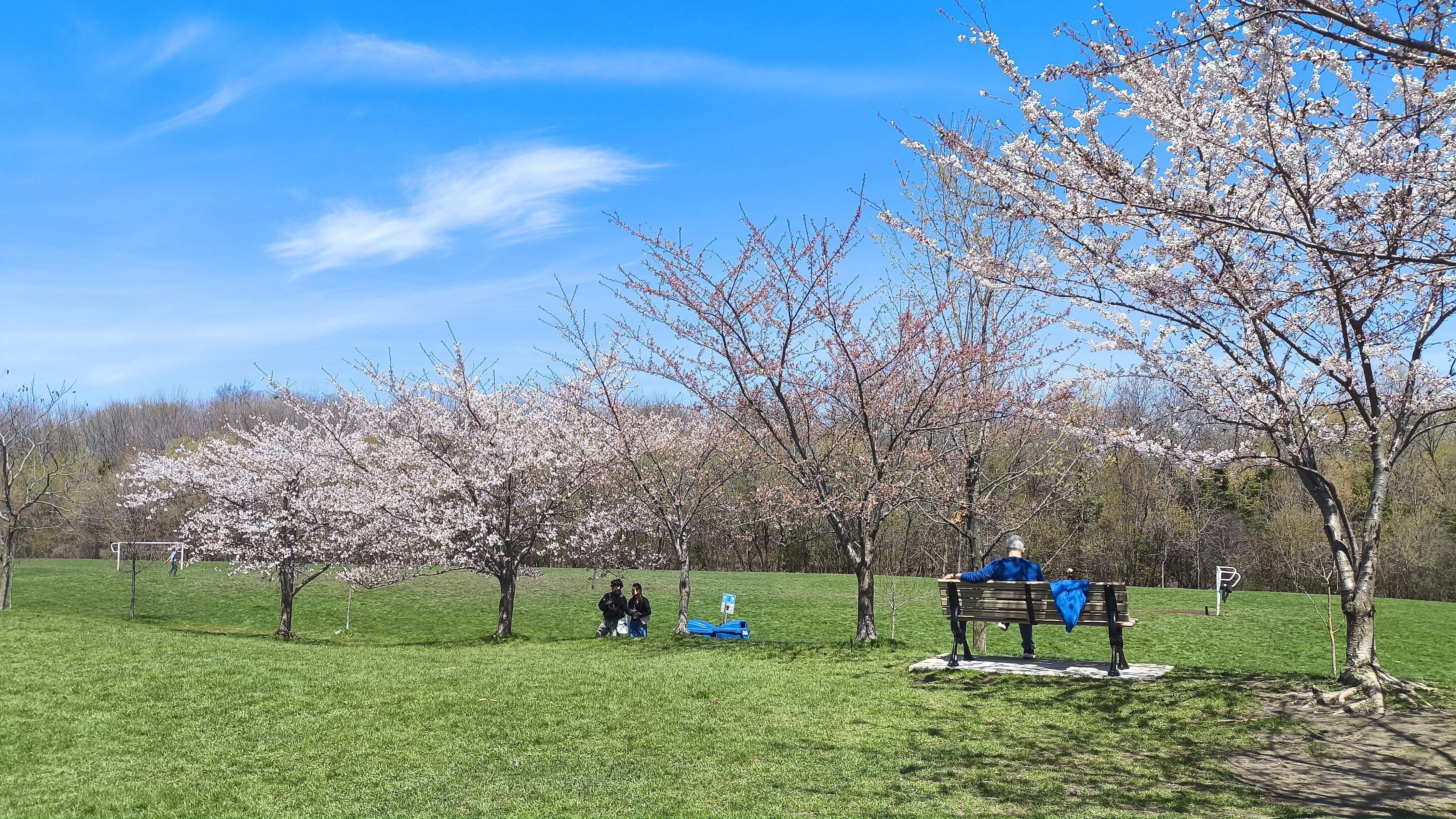 Cedarvale Park Tennis Courts - Tennis court